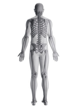 A Detailed 3D Depiction Of The Skeletal System Of A Male