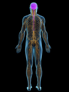 A Detailed 3D Depiction Of The Nervous System Of A Male