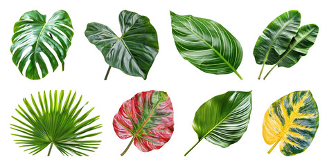 PNG Vibrant tropical leaves collection on transparent background