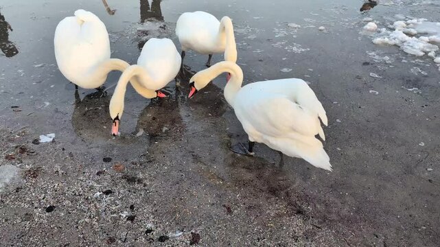 Group of white swans drinking water near the Baltic Sea shoreline in winter. Natural wildlife behavior in cold coastal environment.
