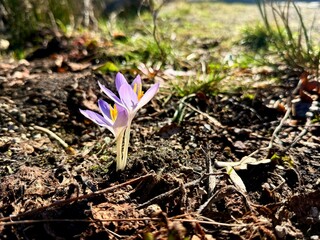 Close up detail with a Crocus heuffelianus or Crocus vernus spring giant crocus. purple flower blooming in the forest.