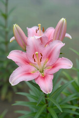 Fototapeta premium Delicate Pink Lily Flower in Bloom with Soft Petals and Green Foliage Natural Garden Background Closeup Floral Photography