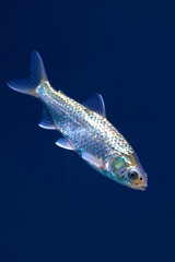 Fototapeta premium Realistic Close-up of a Small Silver Fish Swimming in Deep Blue Ocean Water, Detailed Scales and Fins Visible Underwater Photography
