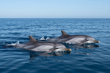 Fototapeta premium Two Dolphins Swimming Together in Clear Blue Ocean Water with Gentle Waves and Natural Sunlight Highlighting Their Sleek Bodies during Daytime Wildlife Scene