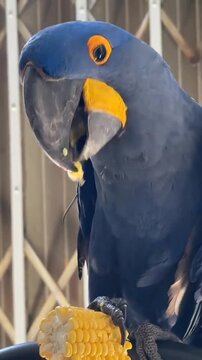 Vibrant blue parrot eating corn on the cob in a lively scene