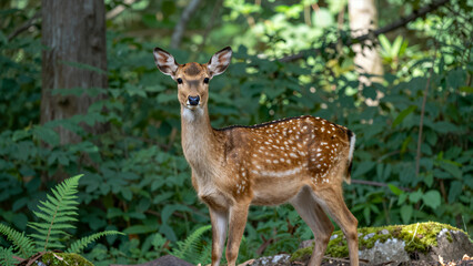 Young Spotted Deer Standing Alert in Lush Green Forest with Dappled Sunlight Filtering Through Trees Natural Wildlife Photography