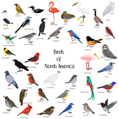 Obraz premium vector drawing birds of , hand drawn illustration, isolated nature design elements