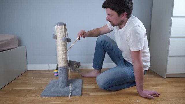 Playful scottish straight gray kitten plays with owner of house on floor, man teases kid cat with toy mouse on string, animal catches prey and jumps on scratching post. Cute kitty on claw sharpener.