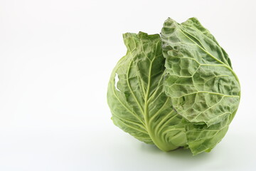 ビタミン豊富な春キャベツの新鮮な状態