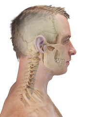 A Detailed 3D Depiction Of The Head Bones Of A Male © Sebastian Kaulitzki