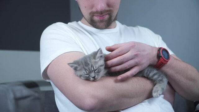 Pets love theme. Man very gently protects sleep of kitten breed British prime-eared holding in arms and stroking at home. Lovely relationship between human and pet. Scottish straight gray kitten sleep