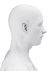 Detailed 3D Rendering Of The Human Male's Head © Sebastian Kaulitzki
