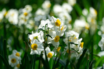 White Blooming Daffodils with Yellow Centers in Spring Garden