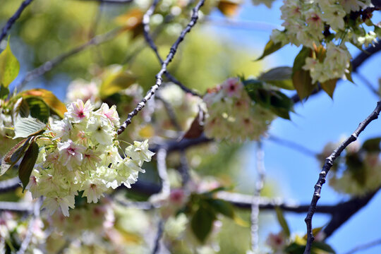 御衣黄 ギョイコウ 黄緑色の桜
