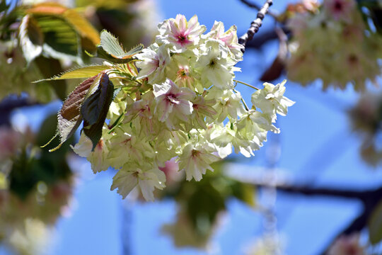 御衣黄 ギョイコウ 黄緑色の桜