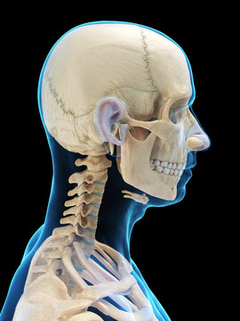 A Detailed 3D Depiction Of The Head Bones Of A Male
