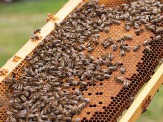 Honey Bees (Apis mellifera) on Honeycomb Frame in Beehive