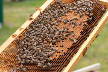 Honey bees on honeycomb frame in beehive (Apis mellifera)