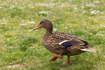 Female mallard duck (Anas platyrhynchos) walking on grass