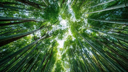 Zen Buddhism, meditation, inner peace, Chinese Japanese Asian tradition. Therapy stress release treatment, health lifestyle. A breathtaking bamboo forest in Japan.