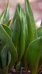 Obraz premium Fresh green tulip sprouts emerging from dark earth. Symbol of new growth and organic gardening for environmental and wellness commercial use
