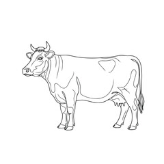 Fototapeta premium Outline drawing of a standing dairy cow with horns shown in profile against a white background for coloring activities.