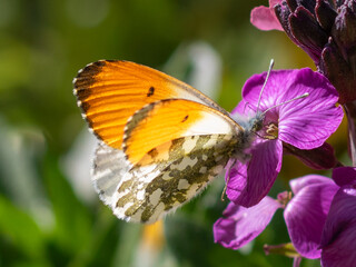 Orange Tip Butterfly (Anthocharis cardamines) on Purple Flower in Spring © Lilli Bähr