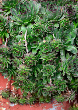 Common houseleek in close up