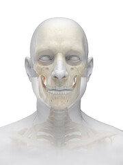 A Detailed 3D Depiction Of The Head Bones Of A Male © Sebastian Kaulitzki