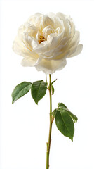 Fototapeta premium White rose flower with green leaves on a stem against white background 