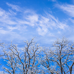 forest in a snow under a blue cloudy sky, winter  outdoor landscape