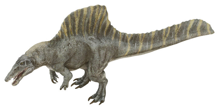 Realistic model of a spinosaurus dinosaur