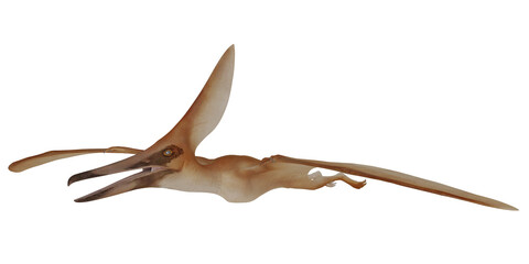 Illustration of a flying pterosaur in motion. © Ilie
