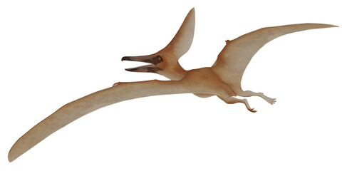 Realistic Pterosaur depicted in flight © Ilie