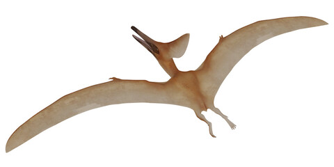 Realistic Pterosaur depiction on a white background © Ilie