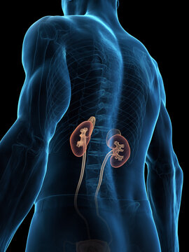 A Detailed 3D Depiction Of The Urinary System Of A Male