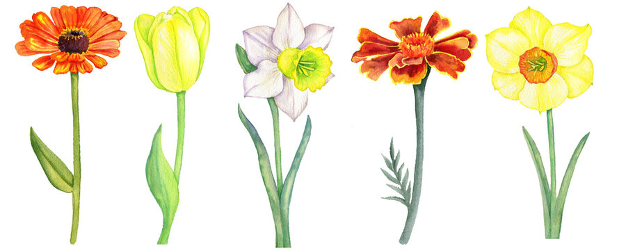 watercolor drawing garden flowers isolated at white background, set of floral elements, hand drawn botanical illustration