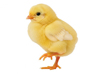 Fototapeta premium A small, yellow chick with bright orange feet and beak standing on a white background. isolated on transparent background