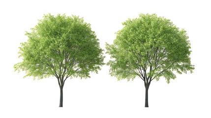 Obraz premium Two green trees on transparent background for design and nature concepts