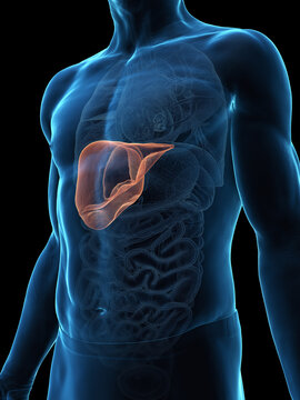 3D Anatomical Rendering Highlighting The Liver of a Human Male