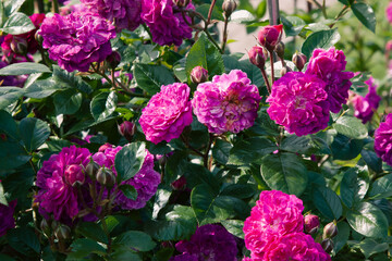 Lush rose bush absolutely covered in double blooms ranging from deep magenta to soft lilac-pink. Velvety petals catch sunlight, revealing rich color variations. Dark leaves provide dramatic contrast © Margarita