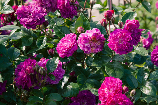 Lush rose bush absolutely covered in double blooms ranging from deep magenta to soft lilac-pink. Velvety petals catch sunlight, revealing rich color variations. Dark leaves provide dramatic contrast