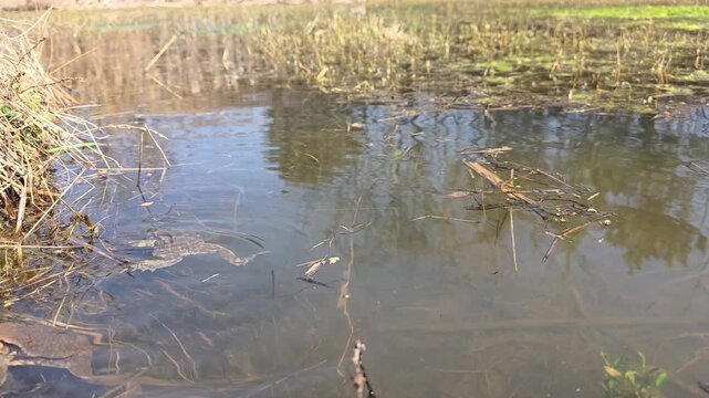 

Bufo gargarizans; Asiatic Toad Swimming Underwater in a Spring Wetland 1

