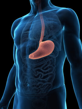 3D Model Of The Stomach Of A Human Male In Detail