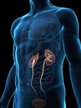 A Detailed 3D Depiction Of The Urinary System Of A Male