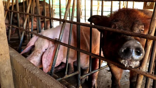 Close-up big pig behind pigpen farm, pig farmyard livestock