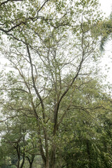 Leafless tree branches and fallen leaves on the ground. Trees with visible branches and autumn leaves scattered. Natural park with trees losing their leaves in the fall. 