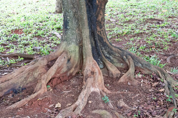 Fototapeta premium Thick green leaves on tree branches with sunlight filtering through. Dense tree branches and lush green leaves under sunlight. Bright sunlight passing through tree branches filled with leaves.