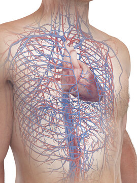 A Detailed 3D Depiction Of The Circulatory System Of A Man