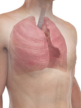 A Detailed 3D Depiction Of The Lungs Of A Human Male